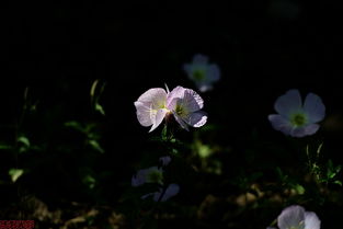 2013年5月12日是什么节日