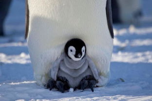 摄像机伪装 小伙伴 记录小企鹅南极生活图
