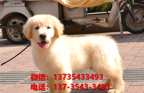 东莞宠物狗狗犬舍出售纯种金毛犬宠物狗市场在哪里卖狗哪里有买狗