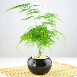发财竹的养殖方法和浇水 发财竹怎样水养长得快