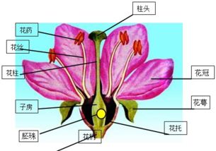 花的各部位名称 搜狗图片搜索