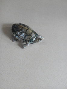 这只是不是巴西黄耳龟,我养了5年怎么不长大的, 