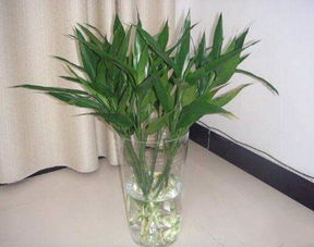 十大最适合办公室养的植物,富贵竹第一,绿萝第七,你养了哪个