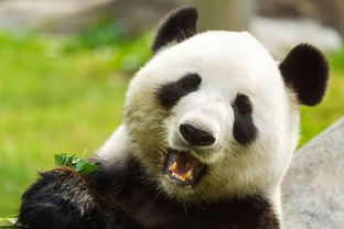 不看脸,怎么在野外认出一只大熊猫 