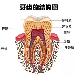 吃甜食牙齿酸怎么回事  第1张