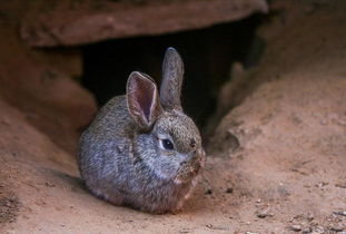 养兔技术 养家兔应重视的六个防疫措施