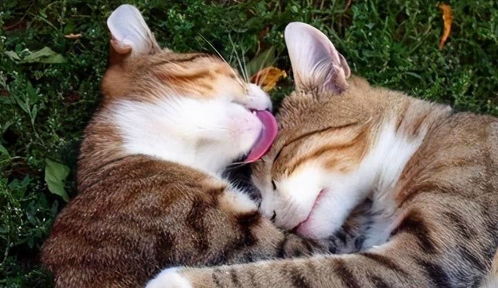 猫咪为什么总是舔人 不只是表达爱,还可能 嫌弃 你脏