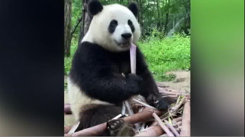 一条用听的视频 大熊猫沉浸式吃竹笋 