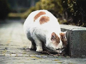 流浪橘猫在高温下因口渴向路人讨水喝,直到肚子喝鼓才肯停下