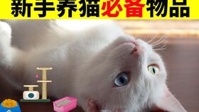 新手养猫教学 小猫不在猫砂盆排泄怎么办