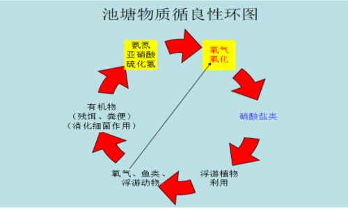 影响水体中耗氧量含量高低的主要因素