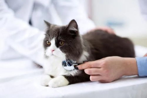 猫咪疫苗接种后的注意事项是什么 