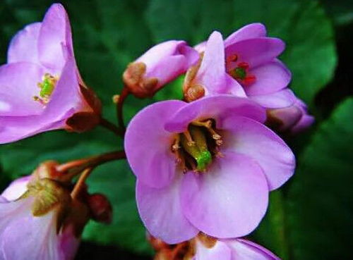 5月17日开始,养花试试这几款,非常漂亮易爆盆,花略带香味