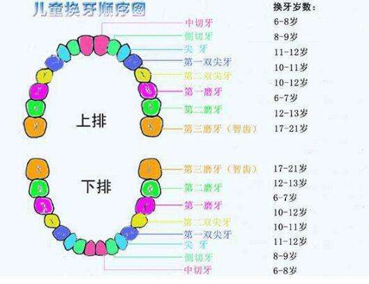 宝宝换牙牙齿萌出时间及顺序图 妈妈们了解下