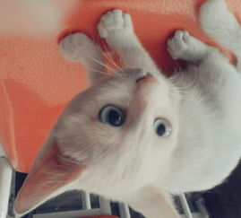 白毛蓝眼,这是什么猫 