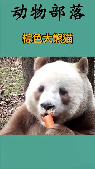 棕色大熊猫 