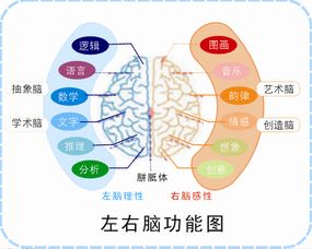 左脑右脑一个完美组合,左脑人聪明还是右脑人聪明