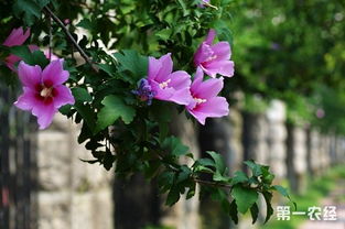 木槿花的花期 木槿花的花语