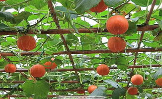 红皮南瓜的种植技术,南瓜该怎么种植
