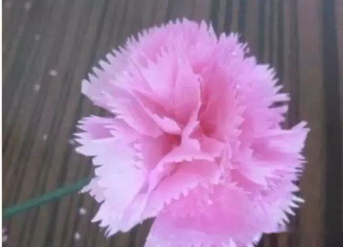 11朵粉色康乃馨送给妈妈 11朵康乃馨和满天星