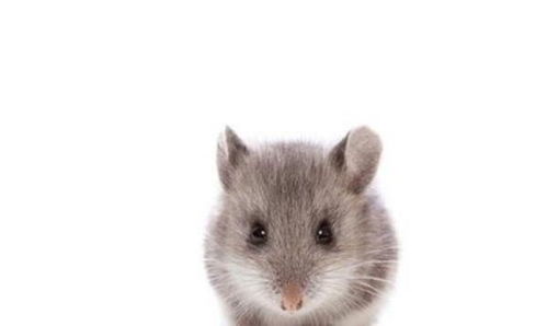 属鼠人几月是犯月 属鼠男犯月更严重 有什么破解方法 见者速看