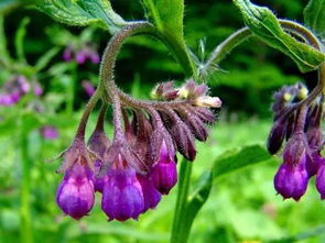 科普系列二 植物染色之紫草