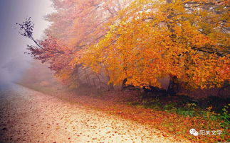 文竹︱行走在秋的光影中 外两首 