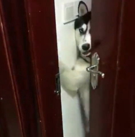 女主人忘带钥匙进不了家门,敲了敲门,门开后却探出一只狗头