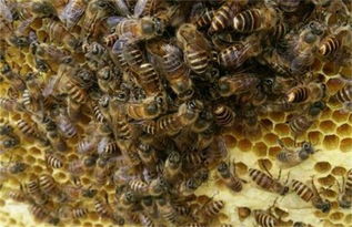 蜜蜂秋季养殖要注意什么,河南地区大家开始蜜蜂秋繁了吗？要注意什么