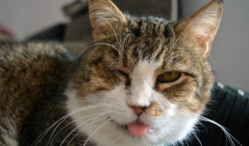 猫咪经常伸出舌头,导致这种现象的原因有5个