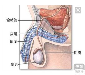 精道异常不育的原因会有那些症状