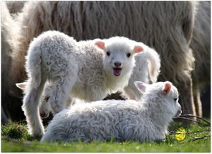 属羊的几月出生最好