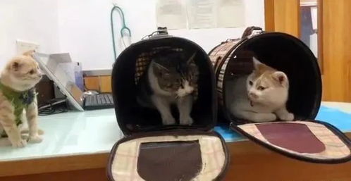 流浪猫上门讨食,惨遭家猫驱逐,两只猫最终一起被送上手术台