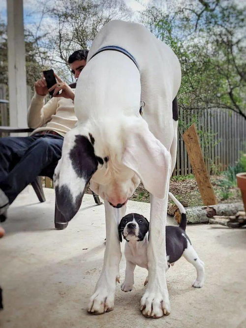 养一只巨型犬是什么体验