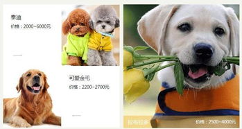 在郑州,宠物也能共享 10元租个狗狗回家 你会试试吗 
