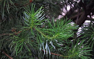银杉是什么植物,中国有多少棵银杉