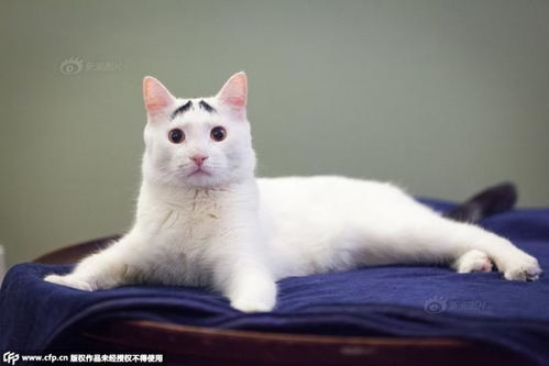 超级可爱的英短蓝白猫咪,正八字脸,粉粉的小鼻子