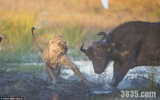 一头小水牛被两头狮子攻击 牛妈妈舍命相救