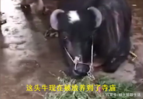 广东一怀孕母牛三步一拜向屠夫求命 这不是灵性,这是赤裸的母爱