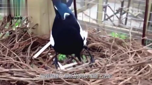 喜鹊的窝究竟是什么样呢窝口都朝上,要是下雨了可怎么办 