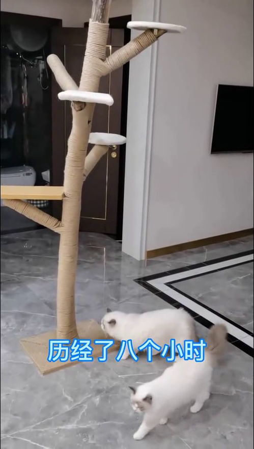 150元的猫爬架做好了,累成狗了,没想到都不玩 