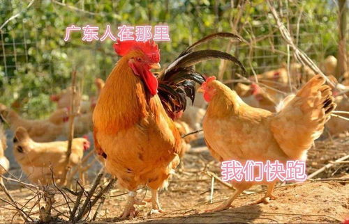 在广东,做鸡也太难了 白切鸡 