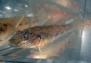 四川话把一种小杂鱼叫麻杆子鱼,它的学名是啥 似乎跟这个鱼长得差不多 