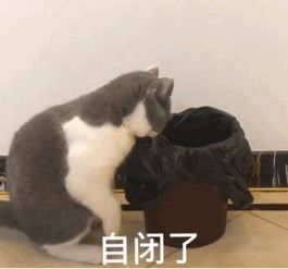 猫屎究竟有多臭 