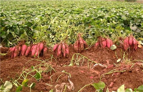红薯种植是在晴天进行还是阴天下雨时候栽植,老农这样解释的