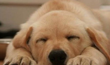 狗狗睡眠时间怎么弄好看(家里的狗狗会做些什么)(小狗狗睡眠时间)