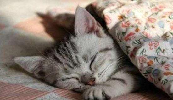 猫咪睡觉总爱钻人被窝,抱着猫咪睡得香,但这些卫生问题不能小看