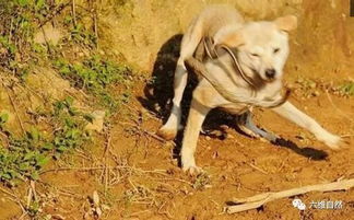 菜花蛇再凶猛都难敌土狗,狗捉蛇方面又领先了猫 