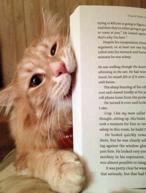 当你想要看书时,猫咪会这样阻止你
