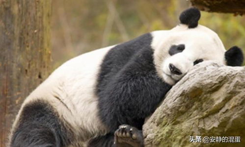 关于熊猫的外形特点和生活习惯(熊猫的外形特点及它的生活经历)